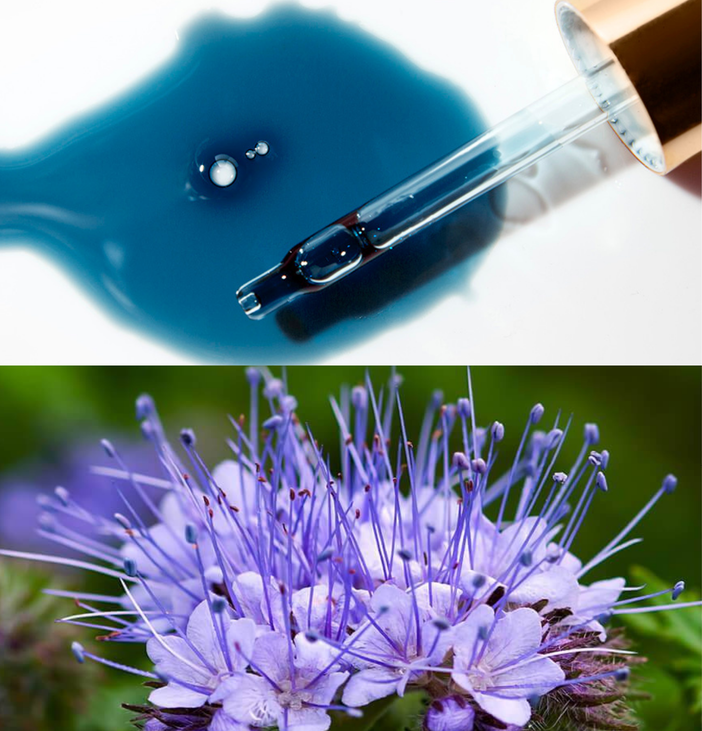 Blue Tansy Oil: Nature’s Calm for Skin & Soul